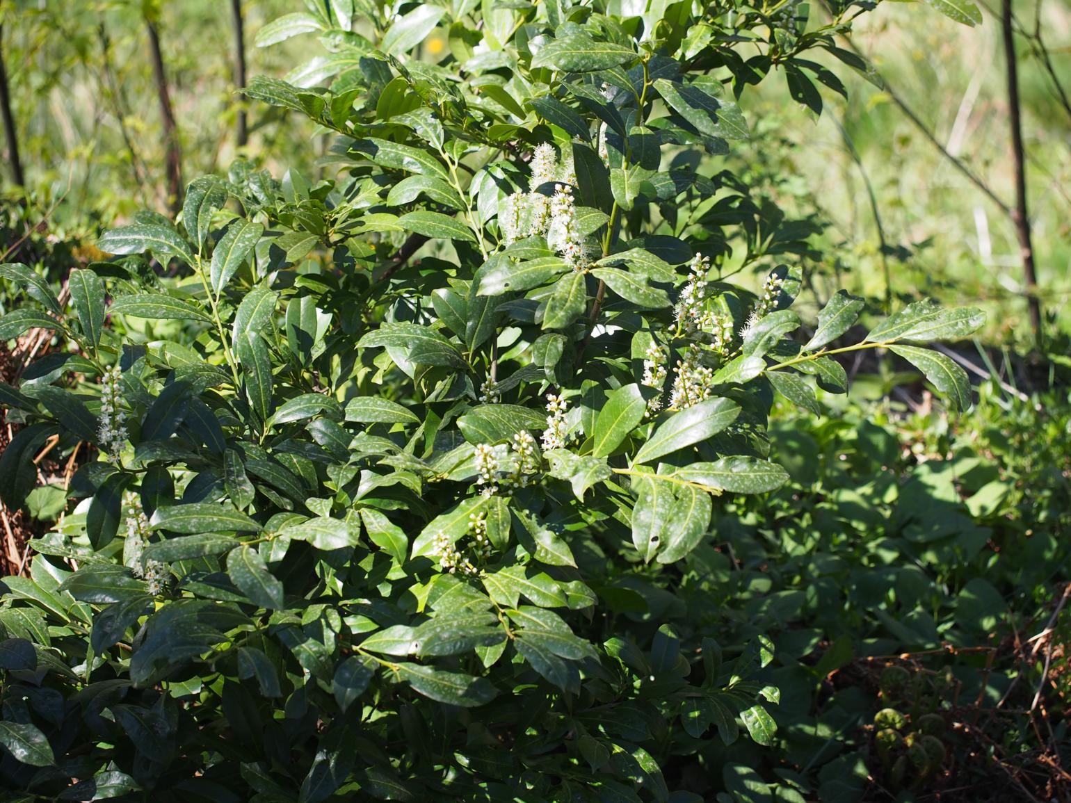 Laurier cerise Cherry Laurel